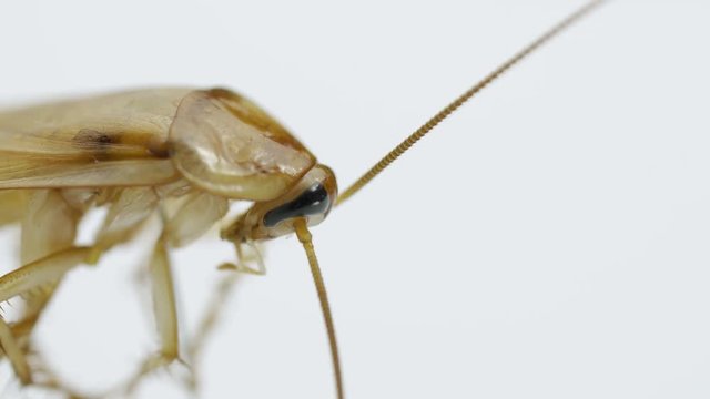 cockroach on white background