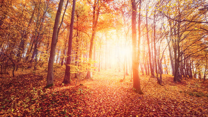 Lichtstimmung im Herbstwald - Indian summer