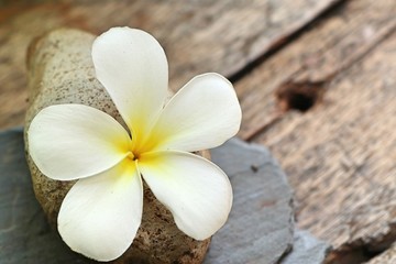 Fototapeta na wymiar Tropical flowers white frangipani