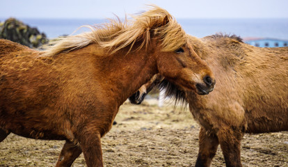 Obraz premium Icelandic horses in Hellisandur town