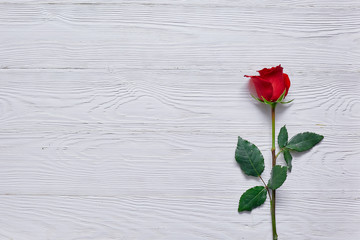 Naklejka na ściany i meble Red rose on the wooden table top. Minimalism and space for text, greeting or message