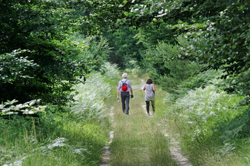 Fototapeta premium Inspecteur General forest path in Fontainebleau forest