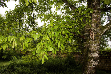 Fototapeta premium Green tree branches under the sky