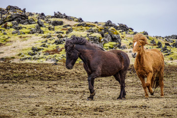 Fototapeta premium Icelandic horses in Hellisandur town