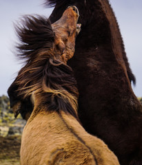 Icelandic horses in Hellisandur town