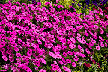 Obraz premium Colorful summer flowers on a garden. Floral background