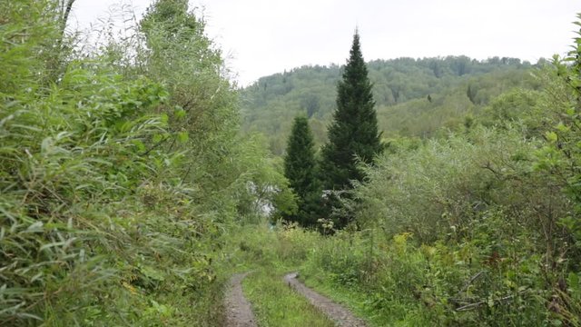 Road throught Wild Forest in Russia