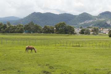 Fototapeta na wymiar Horse in the meadow