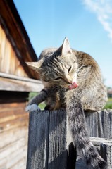 Cat licks its tail sitting on a wooden post!