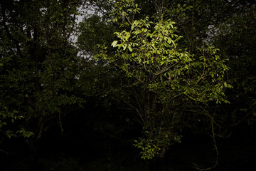 Green grass soccer field background