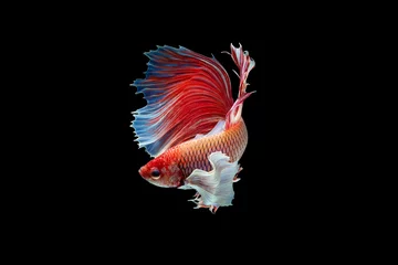 Poster The moving moment beautiful of red siamese betta fish or half moon betta splendens fighting fish in thailand on black background. Thailand called Pla-kad or dumbo big ear fish. © Soonthorn
