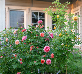 Fototapeta na wymiar English Roses garden, pink, yellow and orange colors outside a country house. Scandinavian style. Latvia