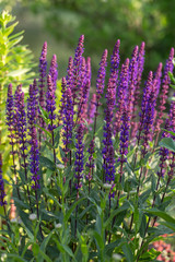 Background or Texture of Salvia nemorosa 'Caradonna' Balkan Clary in a Country Cottage Garden in a...