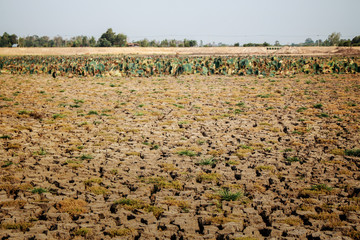 Arid soil in countryside.