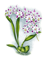 Illustration of orchid