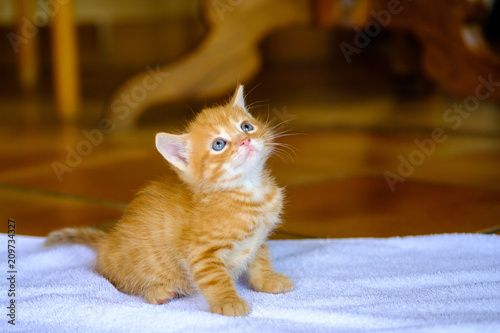 Chat Tigré Femelle Qui Allaite Deux Chatons Roux Et Beige