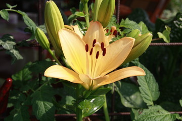 pfirsichfarbene lilie © Simone