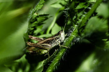 Insects