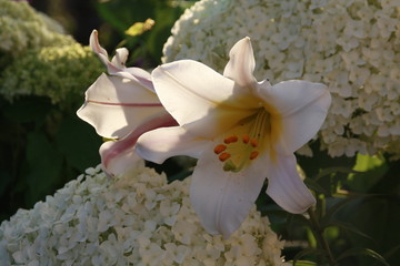 lilie im schneeball © Simone