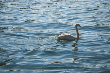 Swan on Garda Lake, Italy