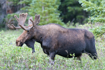 Shiras Moose of The Colorado Rocky Mountains