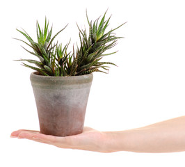 Pot with plant leaves in hands on white background isolation