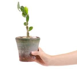 Pot with plant cactus in hands on white background isolation