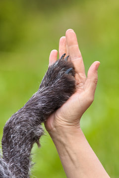hand and paw of dog