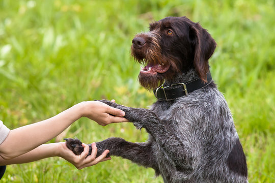 paws of dog in woman hands on green background