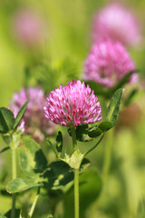 Fleur de tr&egrave;fle sauvage