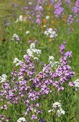 Erysimum 'Bowles Mauve' en jachère