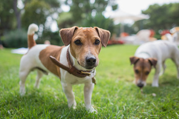 Jack russell terrier stands on green grass