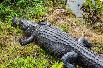 Alligator