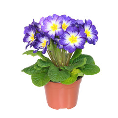 Primevère bleue en pot