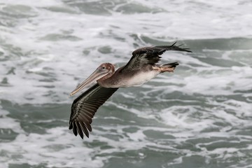 American Brown Pelican flying over the ocean 