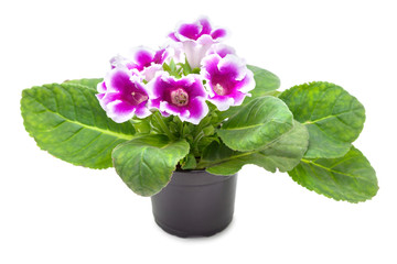 Gloxinia flower