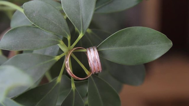 wedding rings on the leaves of a tree