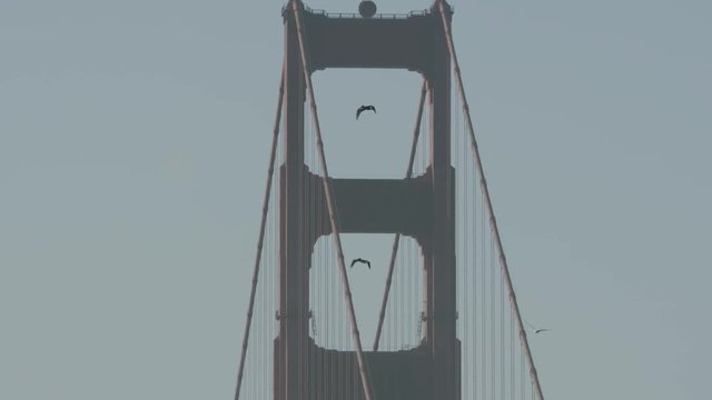 San Fransisco - Golden Gate Bridge - Birds Flying Over - Slowmo - Sunny