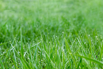 closeup of grass blades with water drops after rain with blurred background and copy space