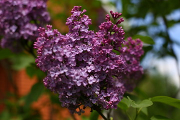 lilac flower nature