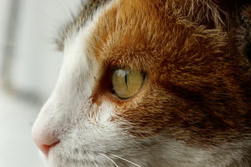 Gros plan sur l'oeil d'un chat domestique orange et blanc.