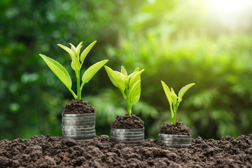 coins with plant on top put in the soil concept and garden green background.