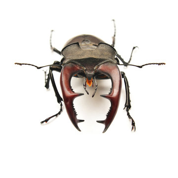 stag horn beetle