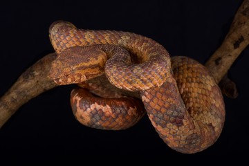 Wirot’s Pit Viper (Trimeresurus wiroti)