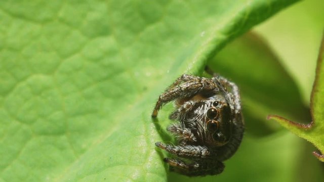 Spider wolf crawls along the green leaf of the plant. Macro footage.