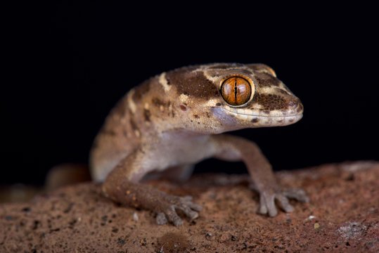 Van Son's thick-toed gecko (Pachydactylus vansoni)