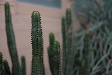 cactus plant close up