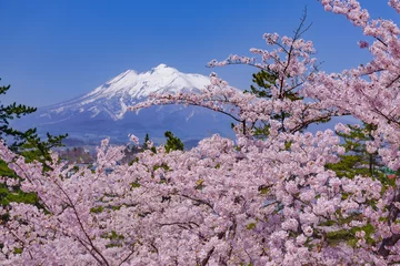 Foto auf Acrylglas Kirschblüte 弘前公園の桜 Hirosaki park