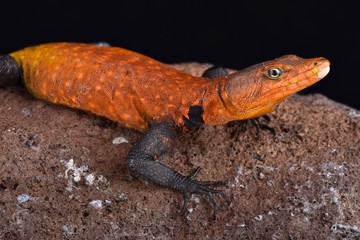 Naklejka premium Emperor flat lizard (Platysaurus imperator)