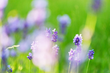 Obraz premium Lavender